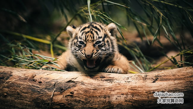 屬虎2019年運(yùn)勢(shì)及運(yùn)程 屬虎人2019年全年運(yùn)勢(shì)