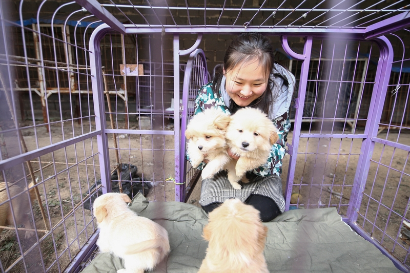 90后女孩為流浪動物搭建愛的
