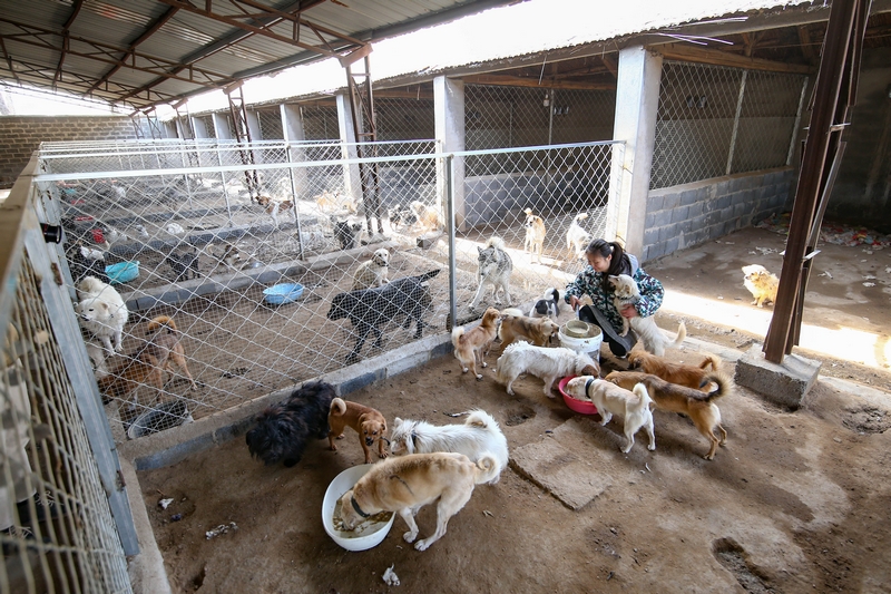 90后女孩為流浪動物搭建愛的