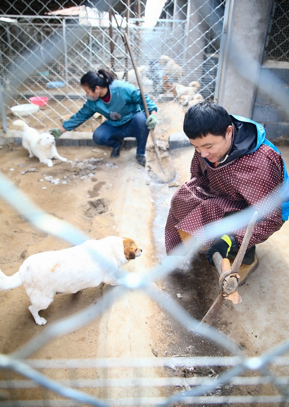 90后女孩為流浪動物搭建愛的