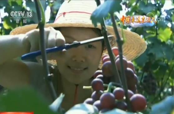 玩轉(zhuǎn)農(nóng)業(yè)新科技 農(nóng)民職業(yè)大變身 今年三農(nóng)有點(diǎn)“潮”