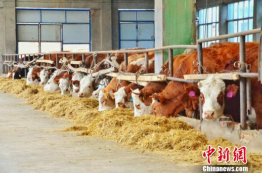 青海湟源：對(duì)口幫扶讓“山溝溝”變“金窩窩”