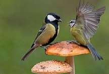 太萌了！兩山雀站在蘑菇上為爭(zhēng)奪食物開(kāi)戰(zhàn)近日，拍攝於英國(guó)的一組照片在網(wǎng)絡(luò)上走紅。圖片中，兩隻站在蘑菇上的山雀因爭(zhēng)奪食物展開(kāi)“決斗”。兩隻一大一小的山雀像角斗士一樣面對(duì)面站在蘑菇上，看起來(lái)似乎在嘗試著把對(duì)方從蘑菇上推下去?！驹敿?xì)】國(guó)際新聞︱國(guó)際熱圖