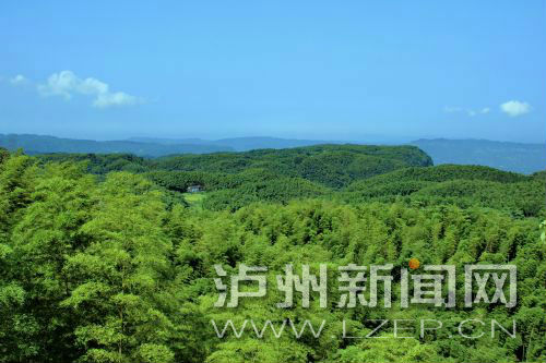 大旺竹海遠(yuǎn)眺 市林業(yè)局供圖