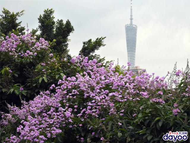 廣州城區(qū)道路兩旁大葉紫薇盛情綻放