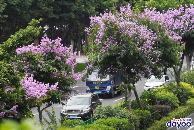 廣州城區(qū)道路兩旁大葉紫薇盛情綻放