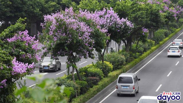 廣州城區(qū)道路兩旁大葉紫薇盛情綻放