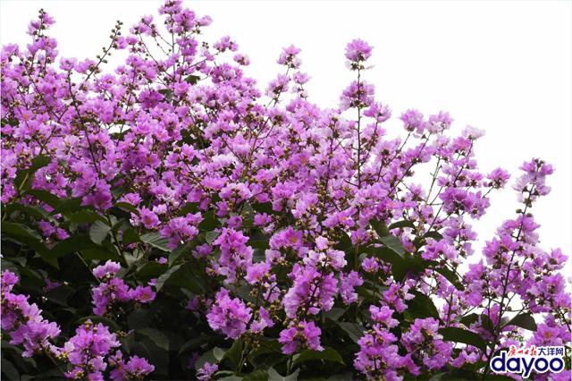 廣州城區(qū)道路兩旁大葉紫薇盛情綻放