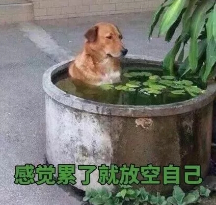 勵(lì)志文案：母雞就要多學(xué)習(xí)，不然會(huì)變老母雞！