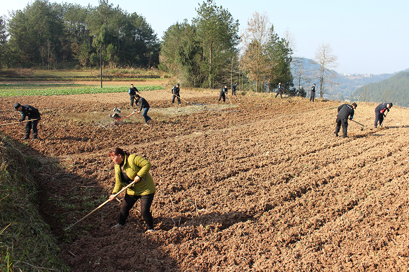 【脫貧攻堅(jiān)在行動】南江百余民警放下“鋼槍”拿鋤頭 下到田間地頭開展主題黨日活動(圖)