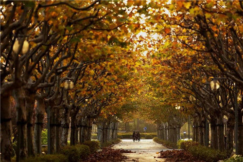 來空港選擇家的未來 選擇未來的家——空港新都孔雀城