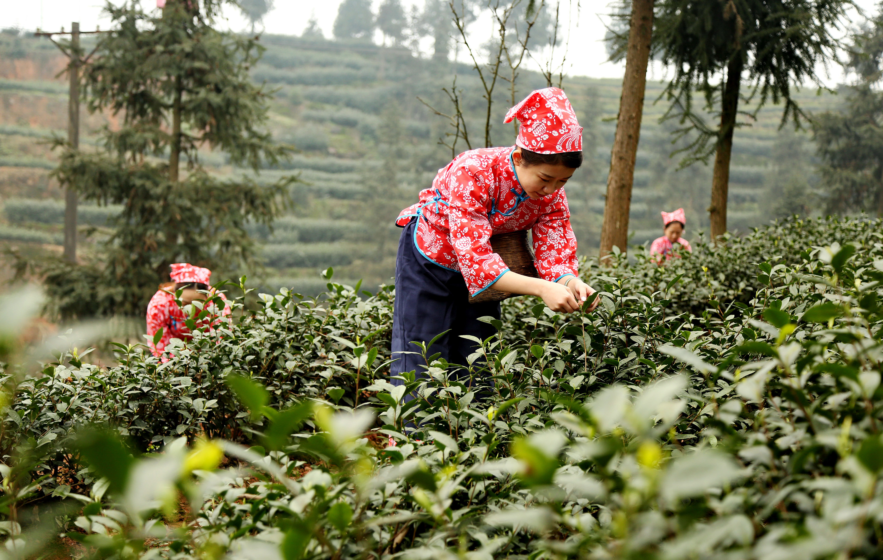 全球同緯度最早新茶上市 瀘州納溪新茶采摘忙