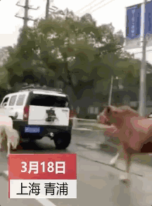 吊帶美女深夜上海鬧市騎馬 抖音疑似騎馬女已扒出