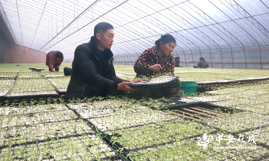 【新春走基層】蚌埠：產(chǎn)業(yè)扶貧促增收 村民走上致富路