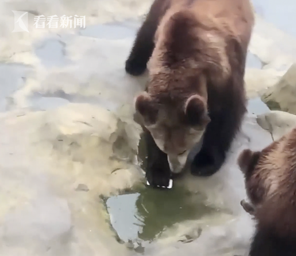 最貴投喂！游客誤將iPhone當(dāng)蘋果投喂棕熊