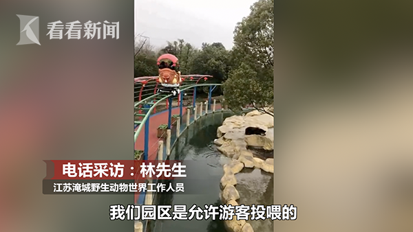 最貴投喂！游客誤將iPhone當(dāng)蘋果投喂棕熊