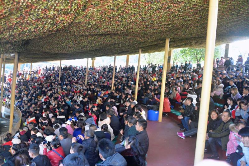 雨城區(qū)2019年春節(jié)假日旅游興盛迎來豬年