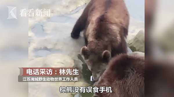 最貴投喂！游客誤將iPhone當(dāng)蘋果投喂棕熊，熊沒(méi)吃